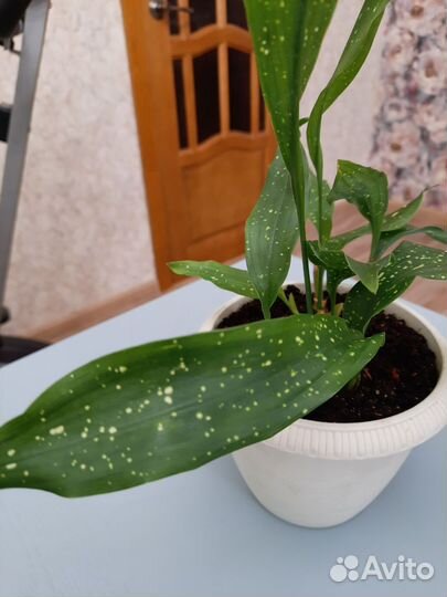 Аспидистра милки вэй