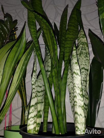 Сансевиерия лаурентия, коралл, тайгер, зейланика