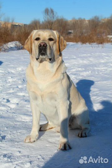 Вязка Лабрадор