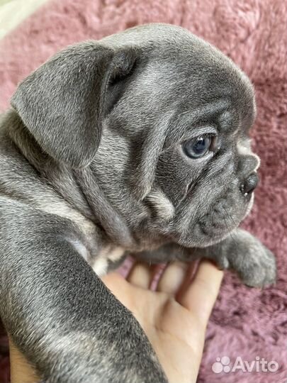 Французский бульдог голубой с изабеллой и какао