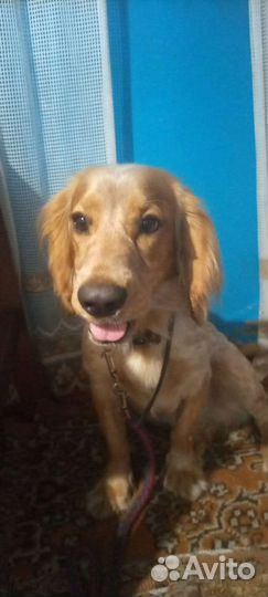 Русский охотничий спаниель