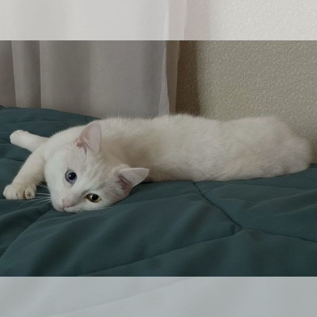 Взрослый кот в добрые руки