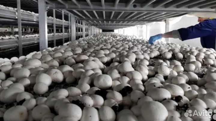 Продаю ферму по производству шампиньонов