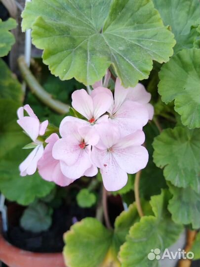 Пеларгония герань
