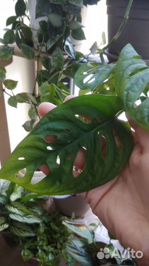 Монстера дырявая