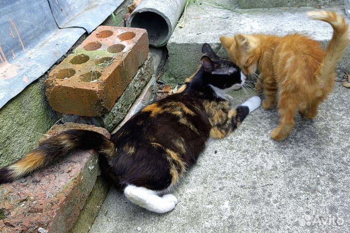 Отдам рыжих котят в добрые руки