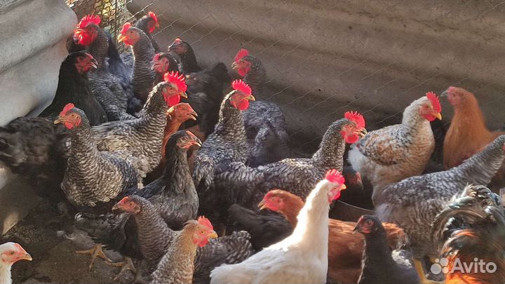 Петушки доминант