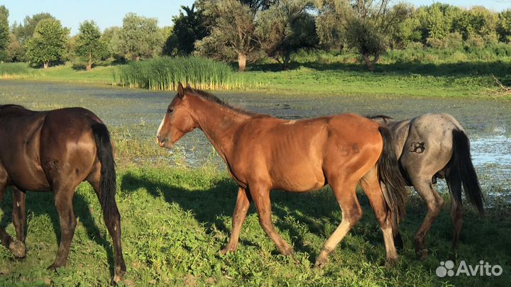 Жеребята 2022