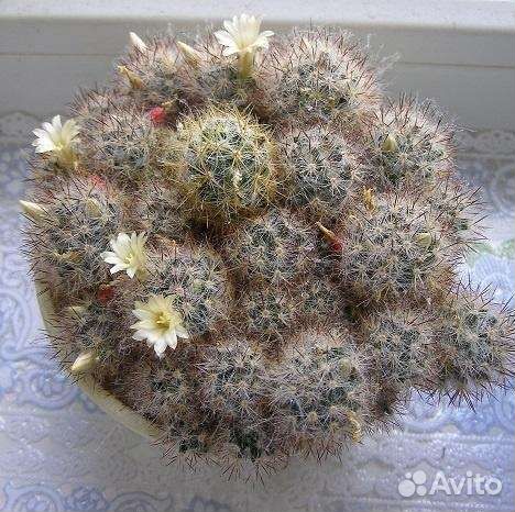 Кактус цветущий