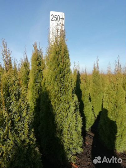 Туя экстра Смарагд