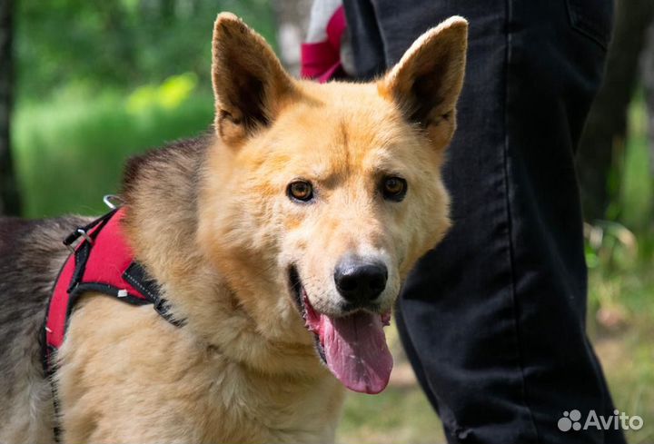 Собаки бесплатно