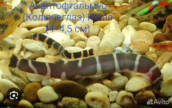 Рыбки разные