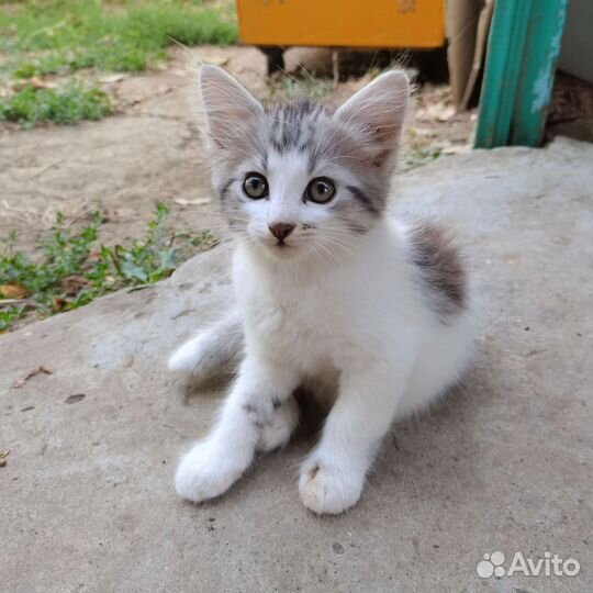 Отдам бесплатно в добрые руки