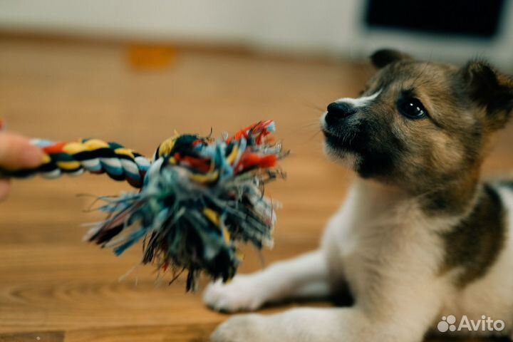 Щенок в добрые руки