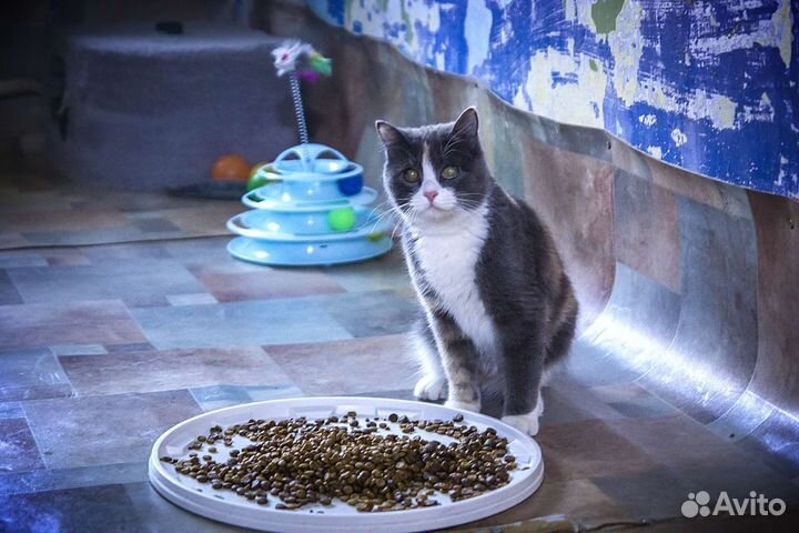 Кошка в дар бесплатно