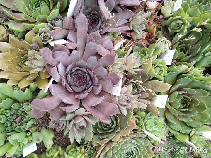 Молодило Одитта (трубчатое) и другие сорта