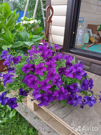 Рассада петунии