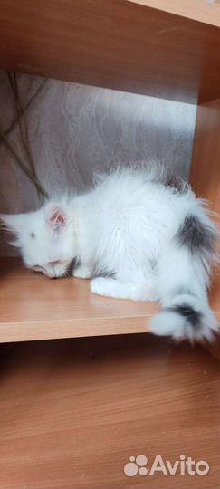 Белоснежный малыш с пару вкраплений