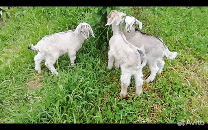 Козлята
