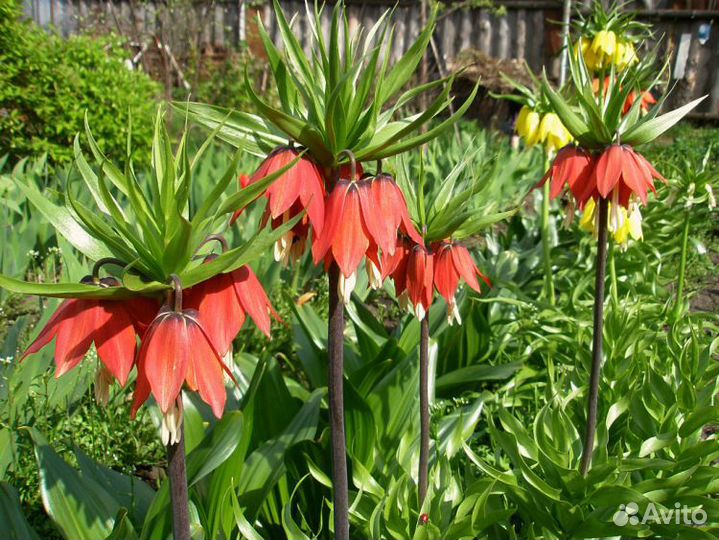 Рябчик императорский, шахматный. осень23