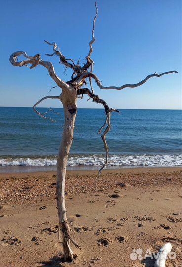 Коряга морская, дрифтвуд