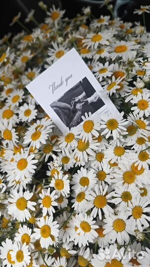 Букет полевых ромашек