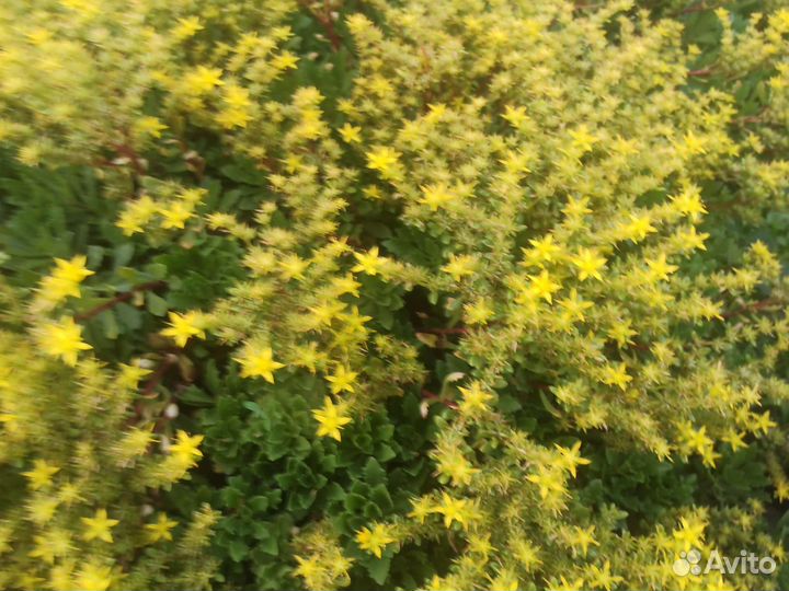 Многолетние цветы, почвопокровники