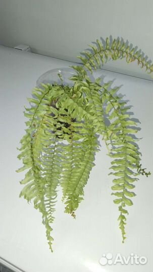 Папоротники