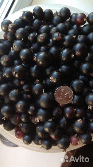 Продам малину, смородину