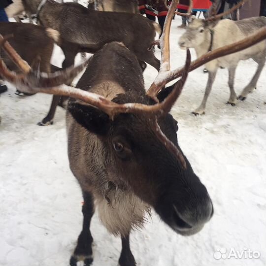 Саамская деревня