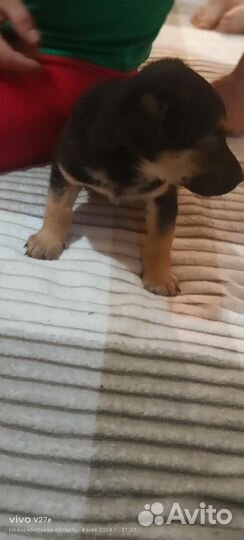 Восточноевропейская овчарка