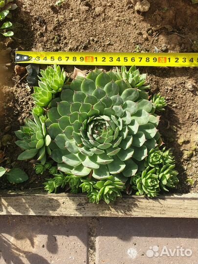 Молодило каменная роза