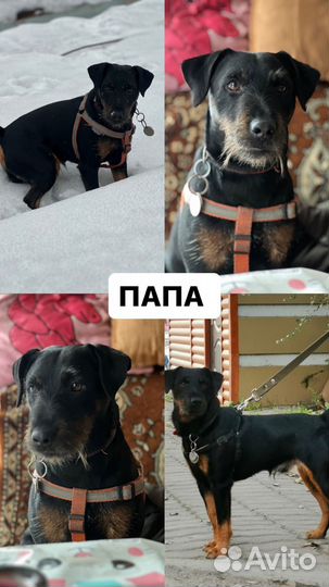 Ягдтерьер