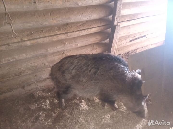 Дикий кабан