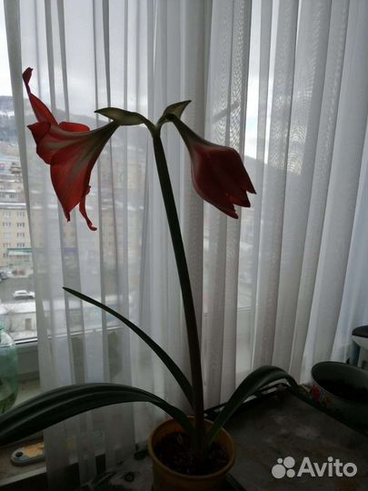 Замиокулькас, гиппеаструм