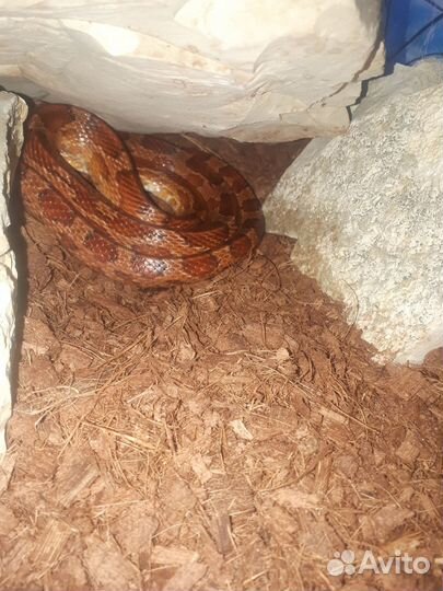 Маисовый полоз