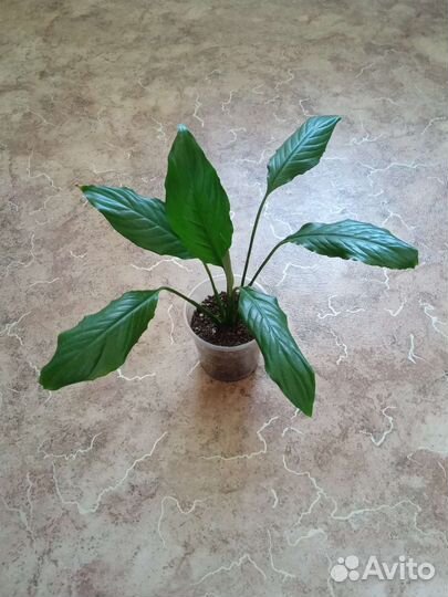 Алоказия,Сингониум,Спатифиллум,Сциндапсус,Циперус