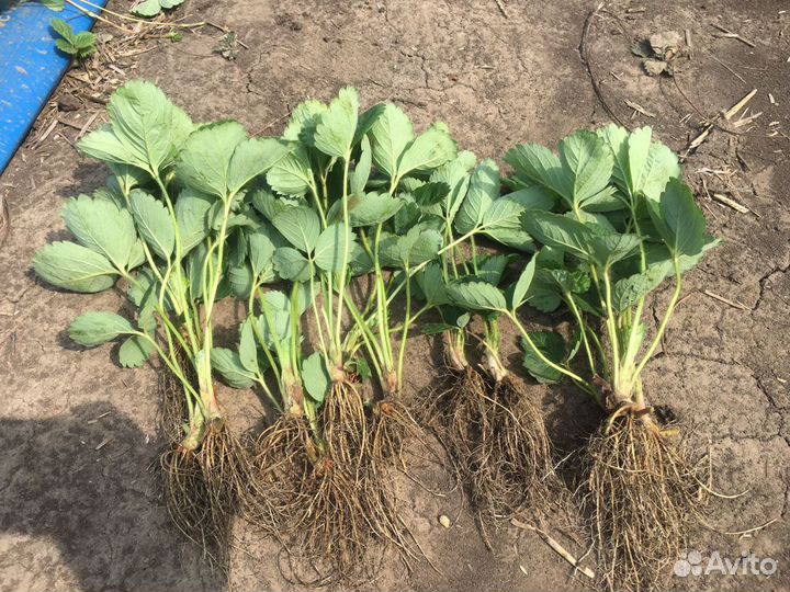 Рассада клубники Азия