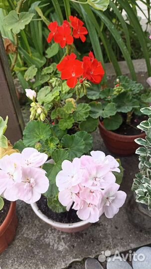 Пеларгония герань