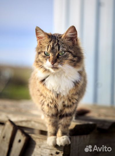 Ласковый котёнок мальчик в добрые руки