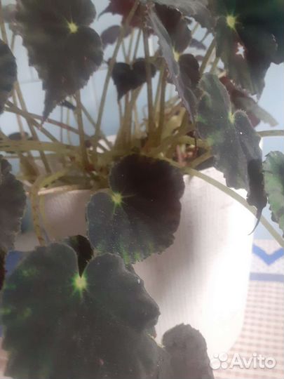 Бегиния рекс большая