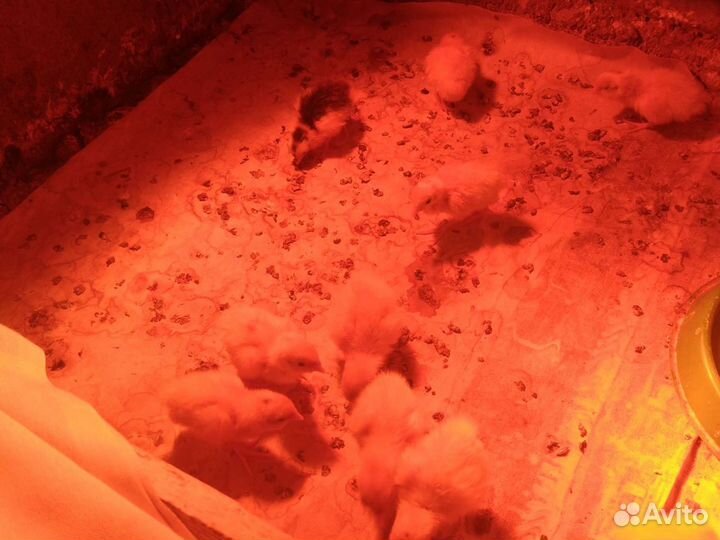 Перепелята суточные