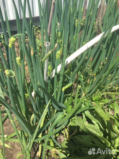 Многоярусный лук