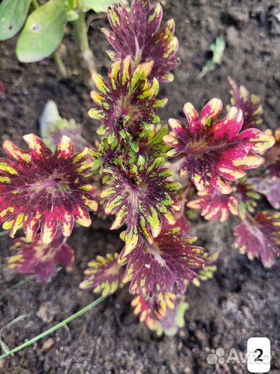 Колеусы срезы