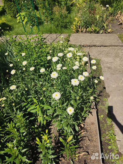 Ромашка махровая и простая