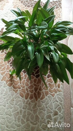 Цветок женское счастье