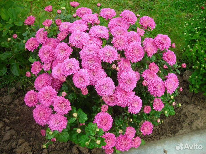 Хризантемы мультифлора