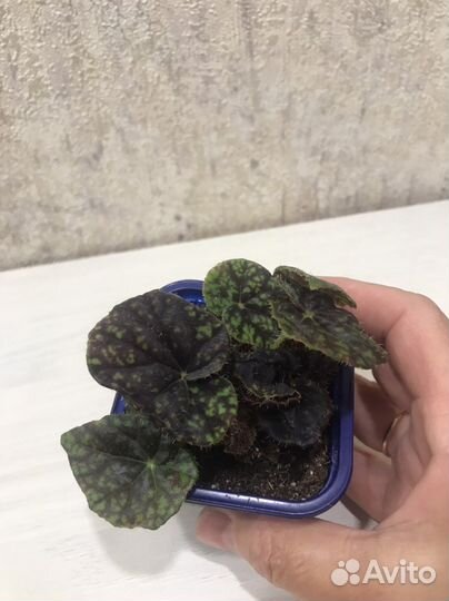 Бегонии декоративно-лиственные