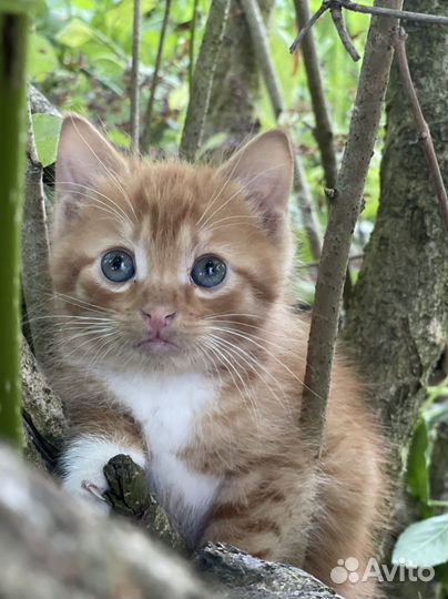 Котенок с глазами цвета океана