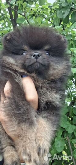 Шпиц мальчик мини